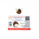 5 mukhi rudrax