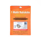 1 mukhi rudrax