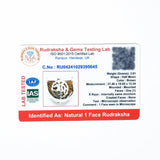 1 mukhi rudrax
