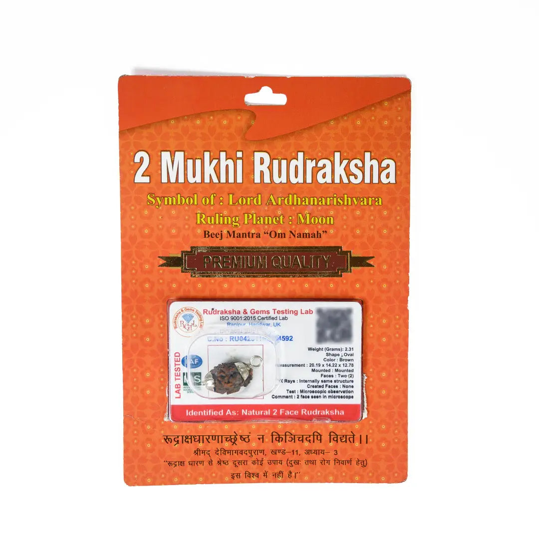 2 mukhi rudrax