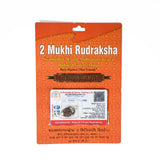 2 mukhi rudrax