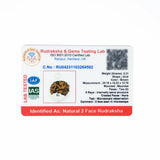 2 mukhi rudrax