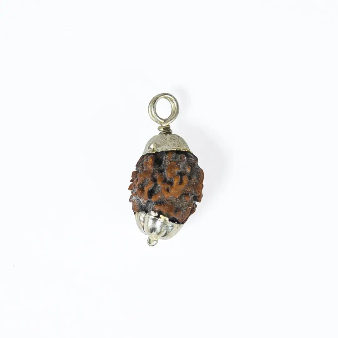 2 mukhi rudrax