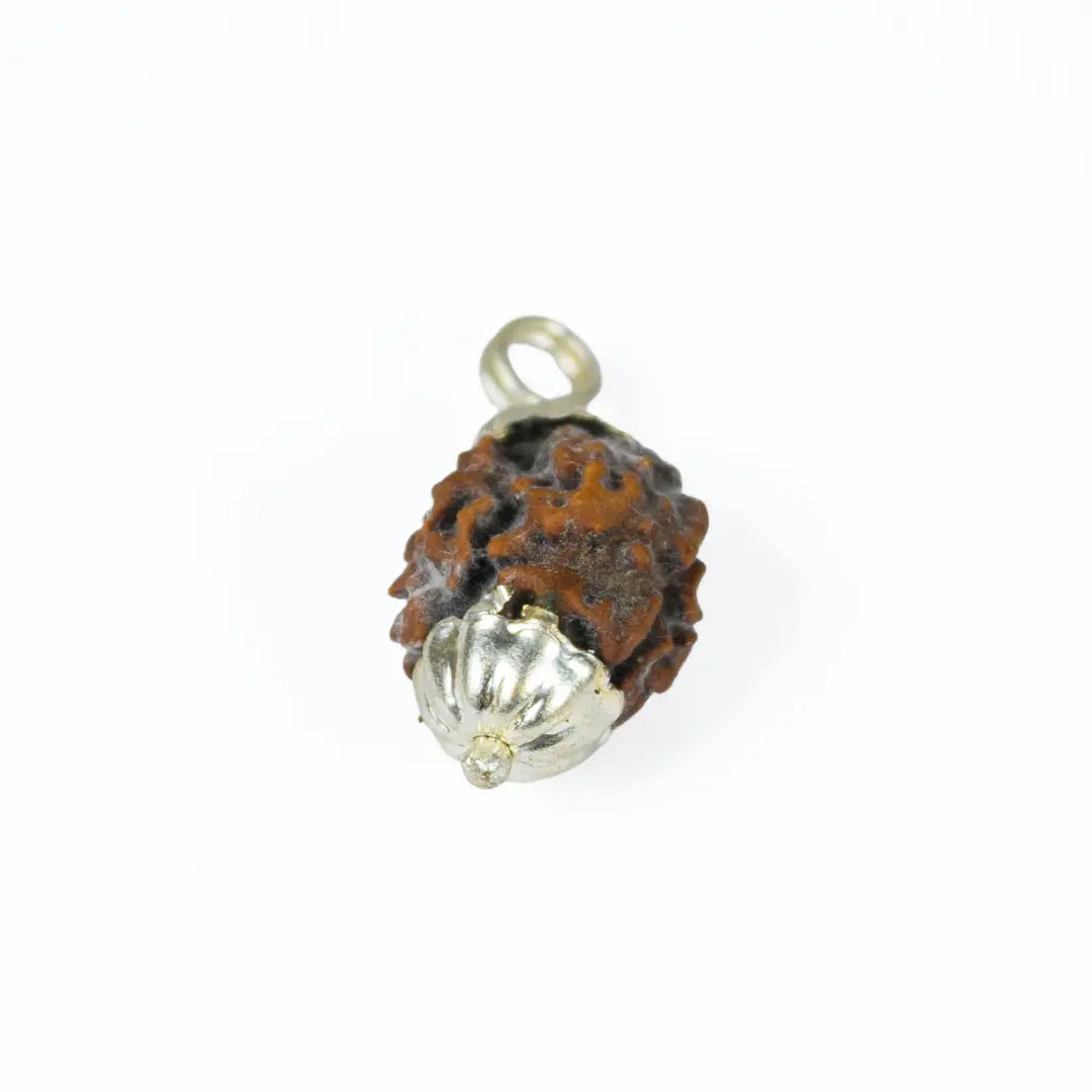 2 mukhi rudrax