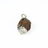 2 mukhi rudrax
