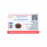 4 mukhi rudrax