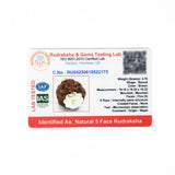 5 mukhi rudrax