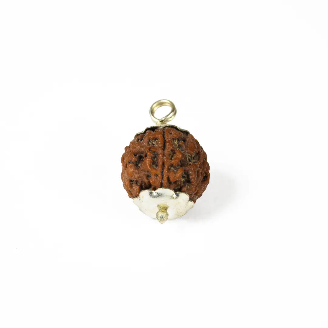 5 mukhi rudrax