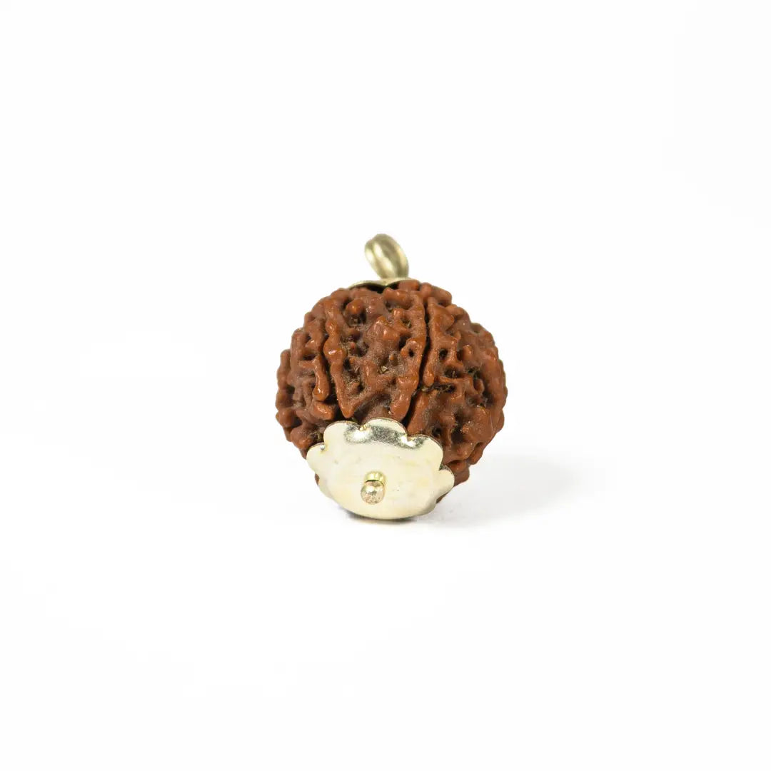 6 mukhi Rudrax