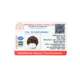 7 mukhi rudrax