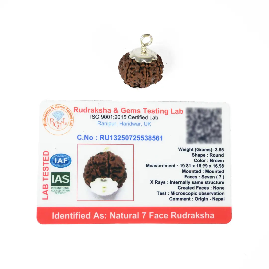 7 mukhi rudrax