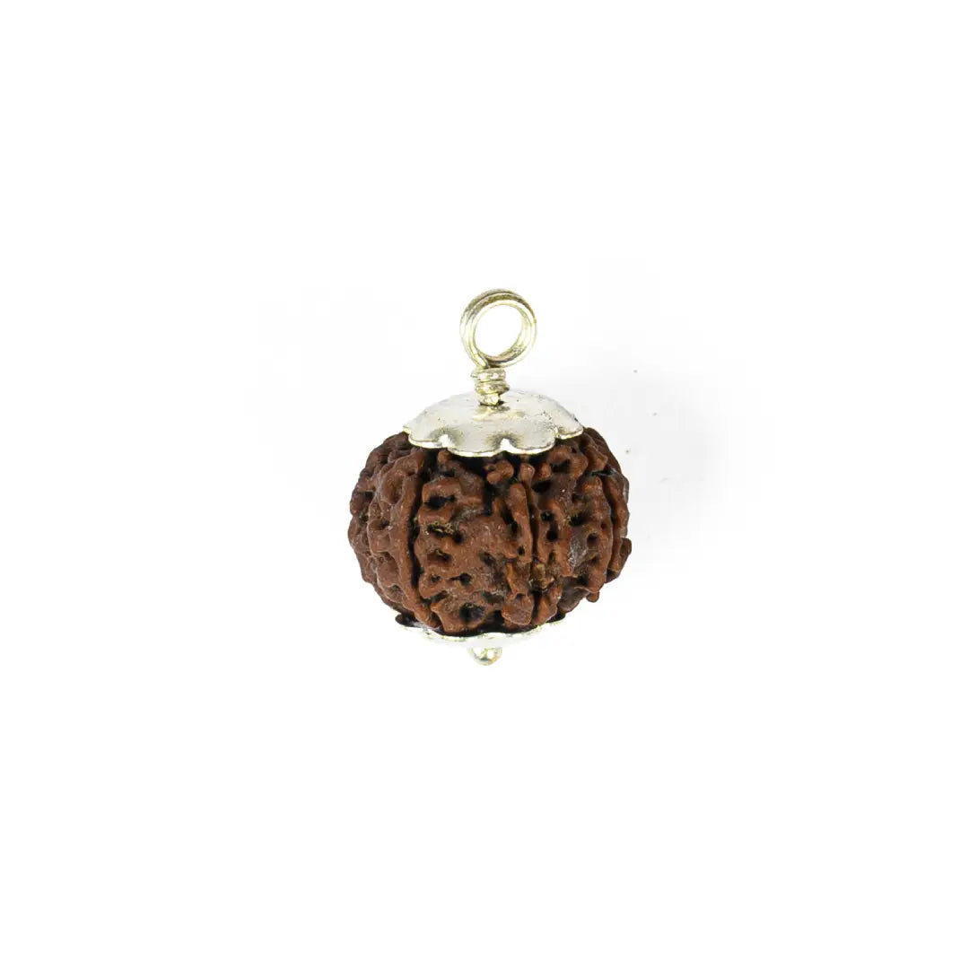 7 mukhi rudrax