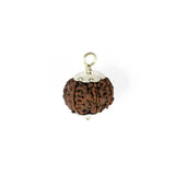 7 mukhi rudrax