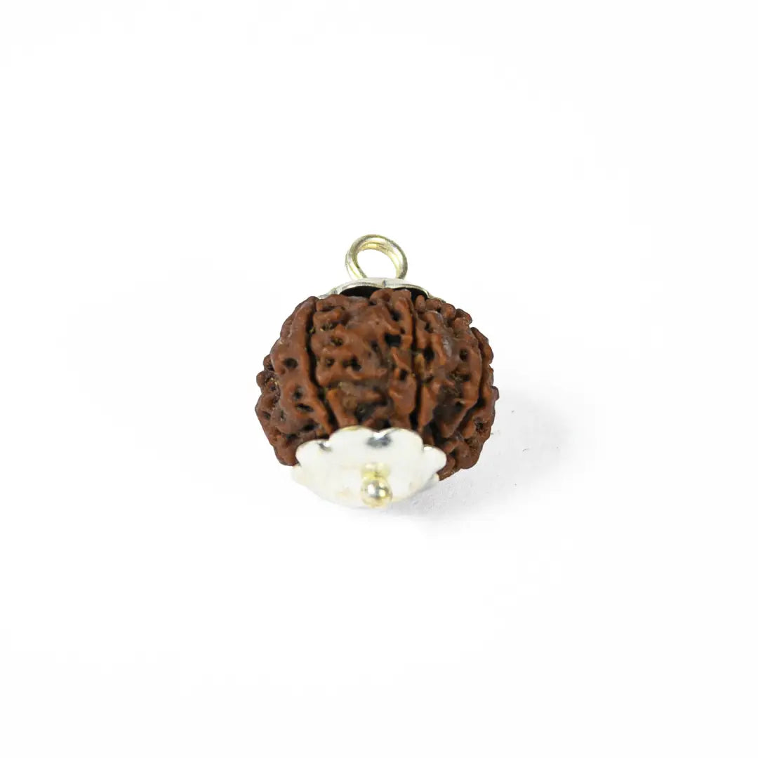 7 mukhi rudrax