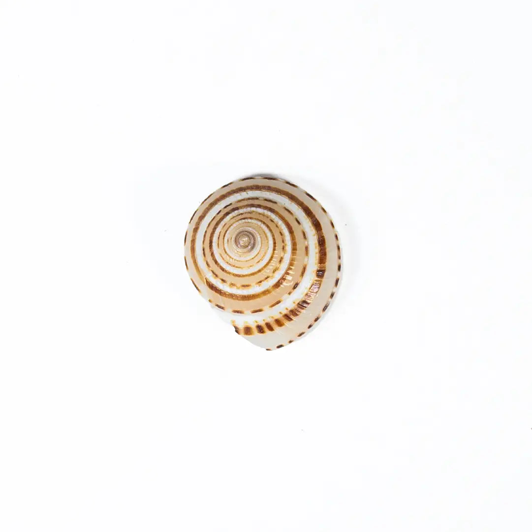 Vishnu Chakra Sankh