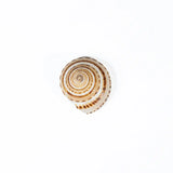 Vishnu Chakra Sankh
