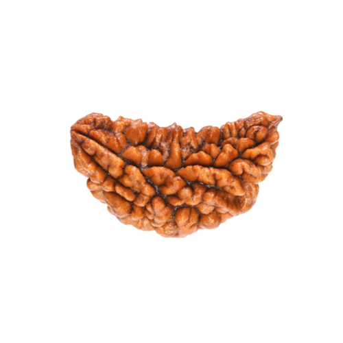 1 mukhi rudraksha Icon