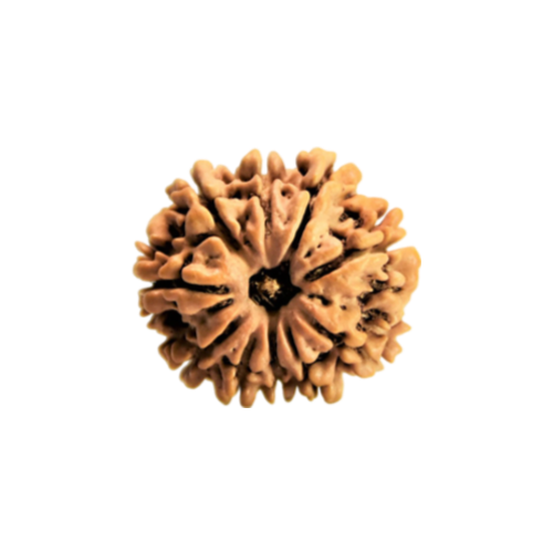 10 mukhi rudraksha Icon