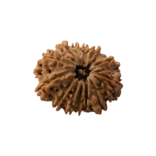 11 mukhi rudraksha Icon