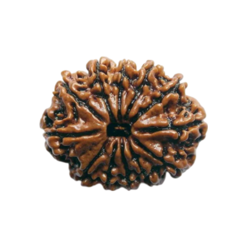 12 mukhi rudraksha Icon