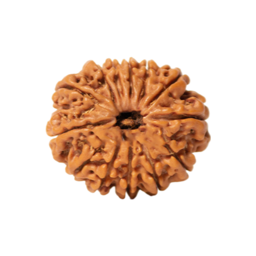 13 mukhi rudraksha Icon