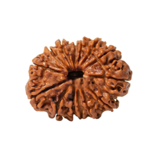 14 mukhi rudraksha Icon
