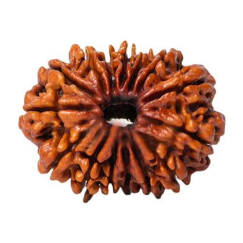 15 mukhi rudraksha Icon