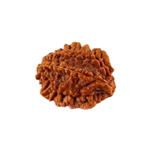 2 mukhi rudraksha Icon