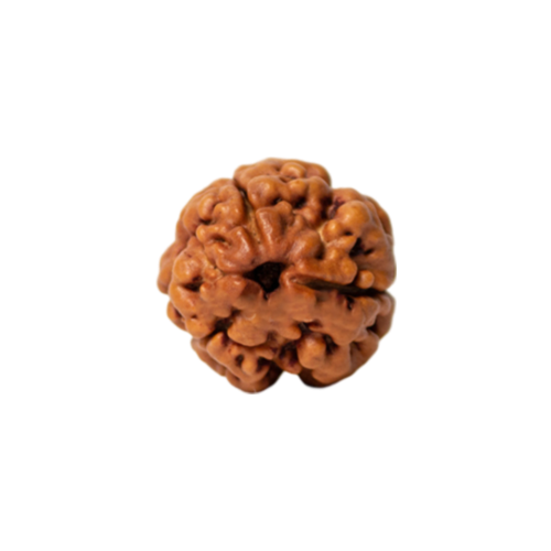 3 mukhi rudraksha Icon