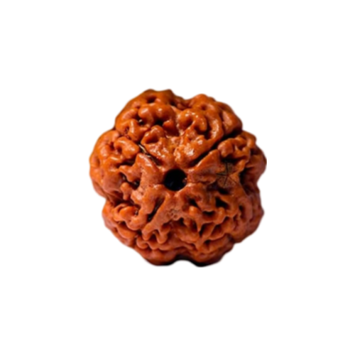 4 mukhi rudraksha` Icon
