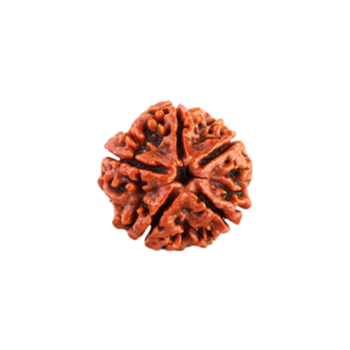 5 mukhi rudraksha Icon
