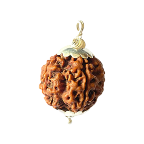 6 mukhi rudraksha Icon
