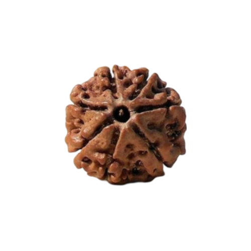 7 mukhi rudraksha Icon