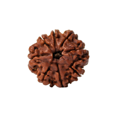 8 mukhi rudraksha Icon