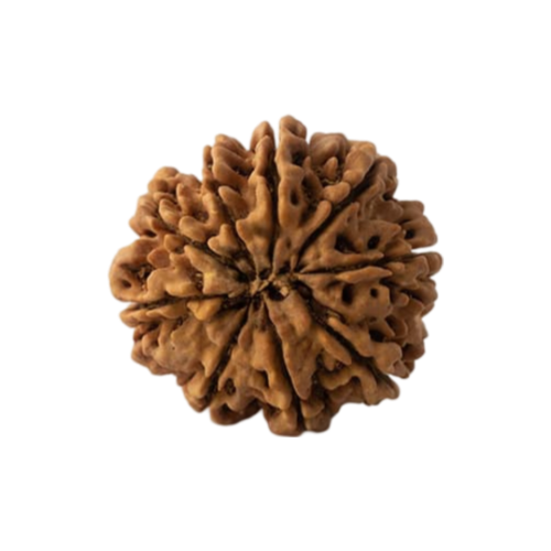 9 mukhi rudraksha Icon